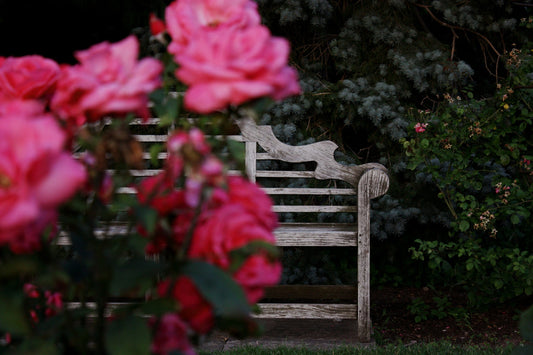 Rose Plant Food Sticks