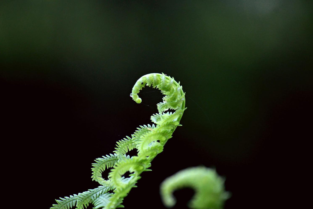 Spring Gardening Essentials: How Fertiliser Sticks Make Spring Planting Simple