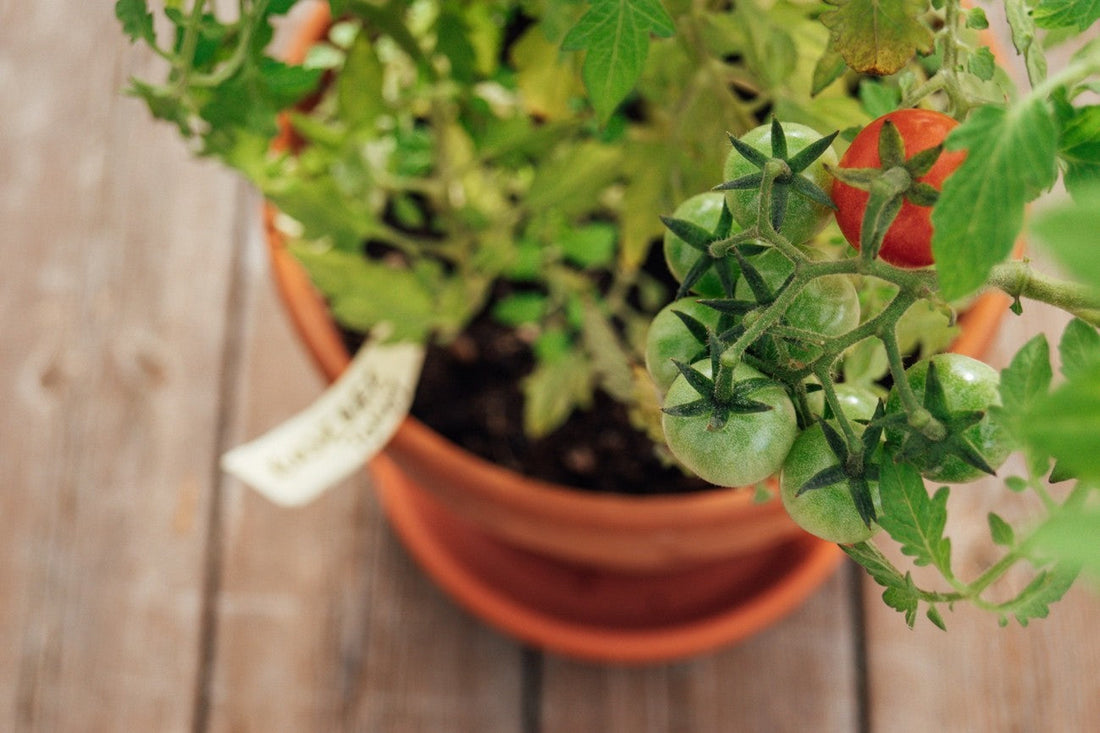 The Importance of Using a Good Tomato & Vegetable Fertiliser