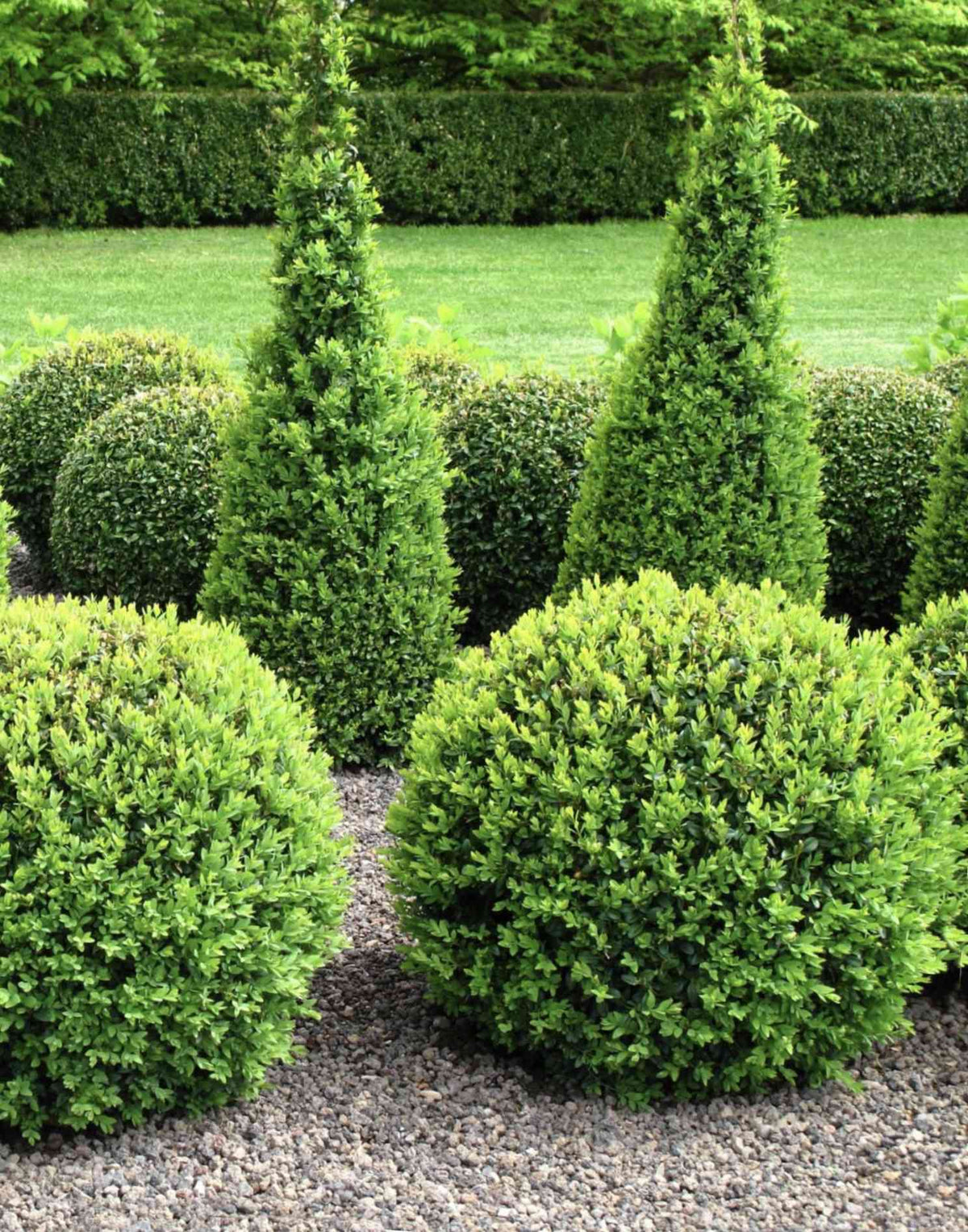Tree & Shrub Fertiliser Spikes: An Easy, Effective Way to Nourish Your Garden