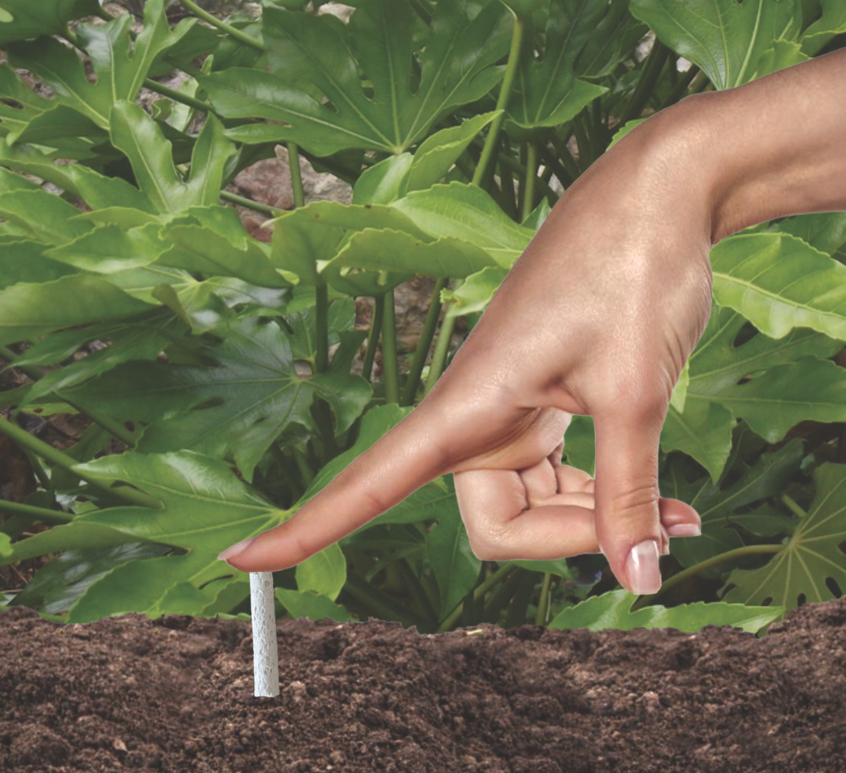 Tomato and Vegetable Plant Food Sticks