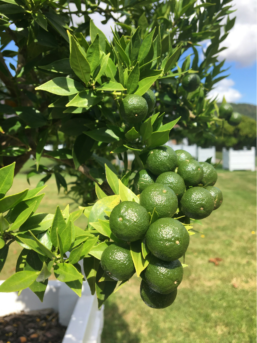 Fruit Citrus Tree Plant Food Large Spikes