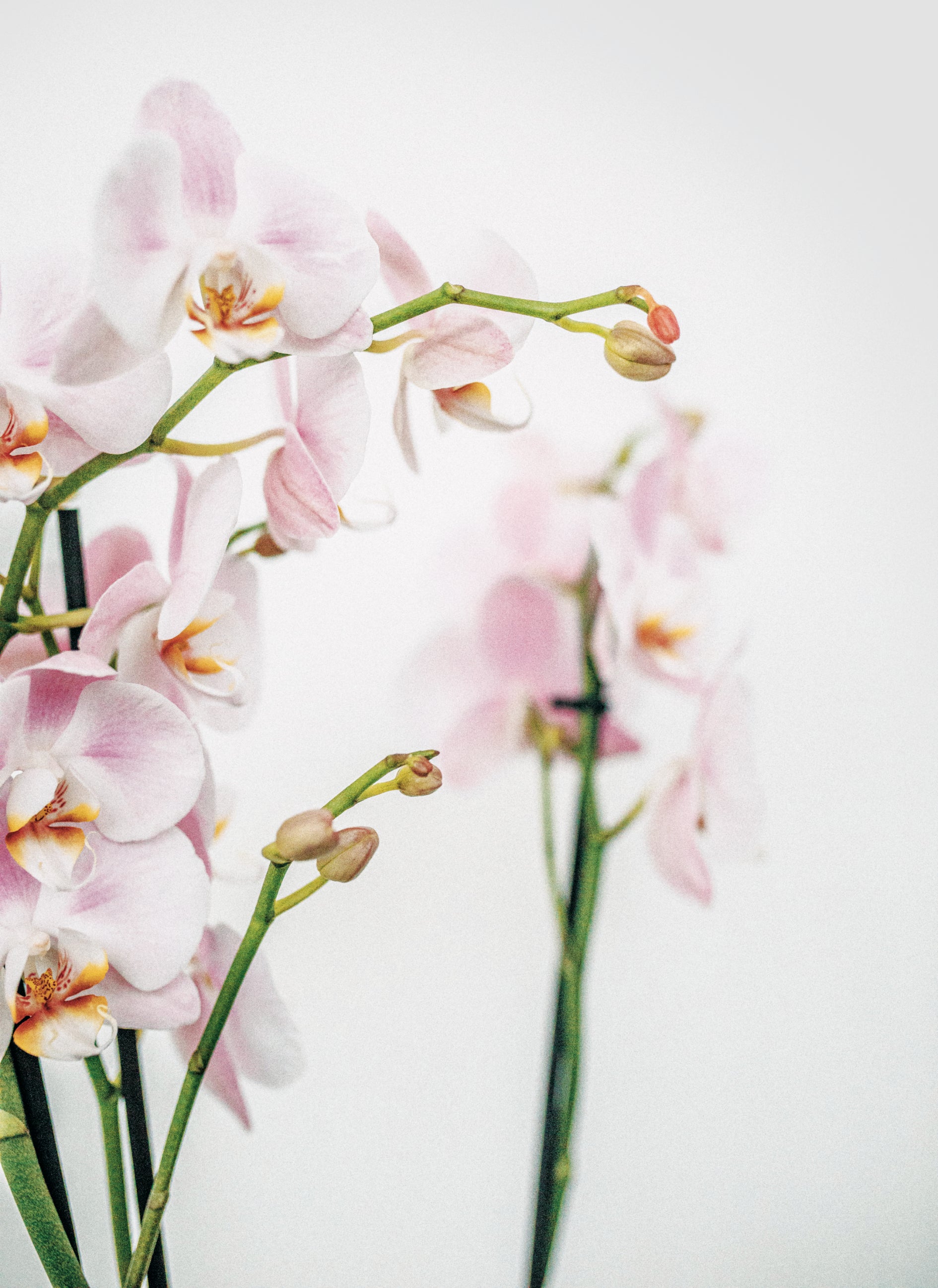 Orchid Plant Food Sticks