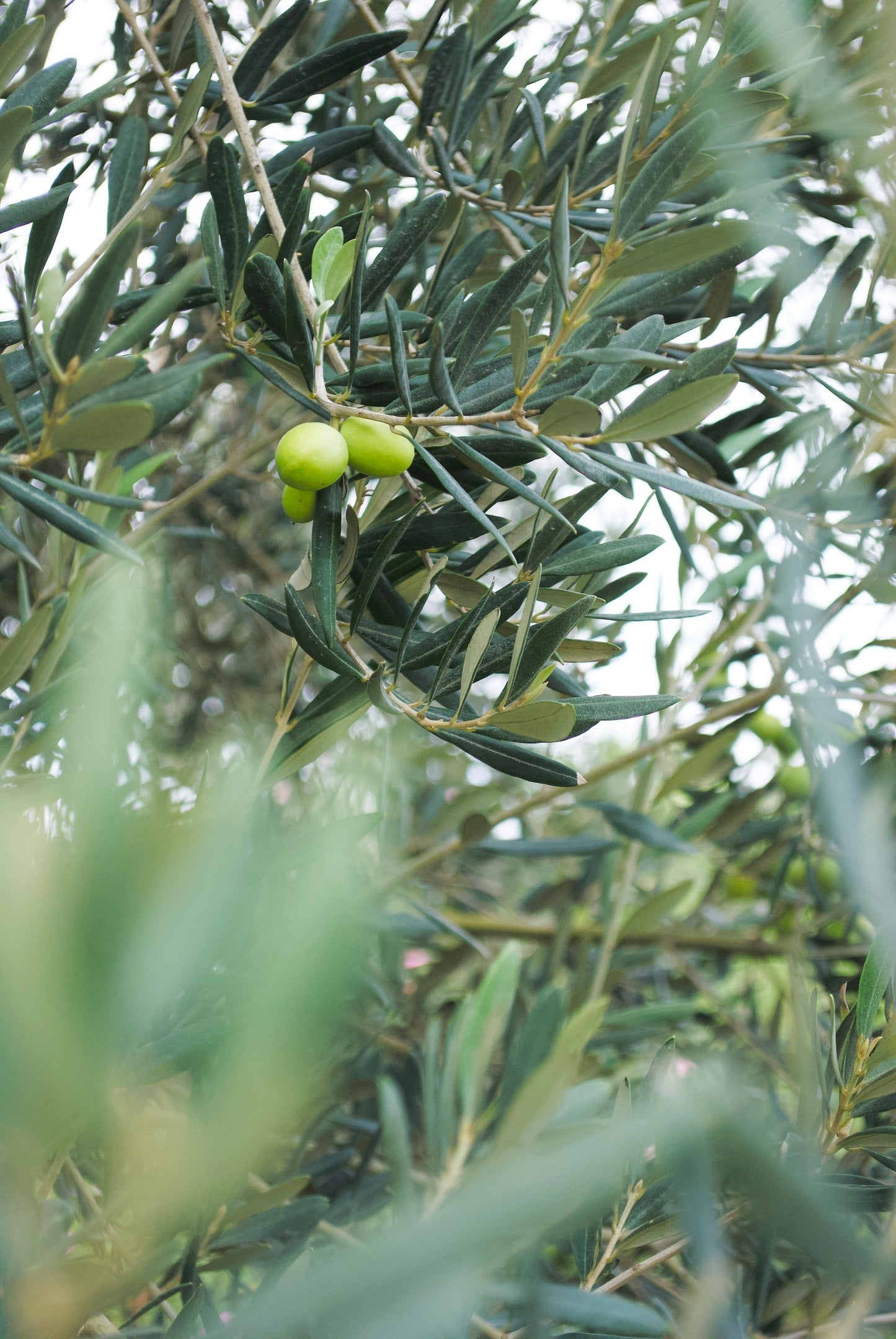 Olive Tree Plant Food Sticks
