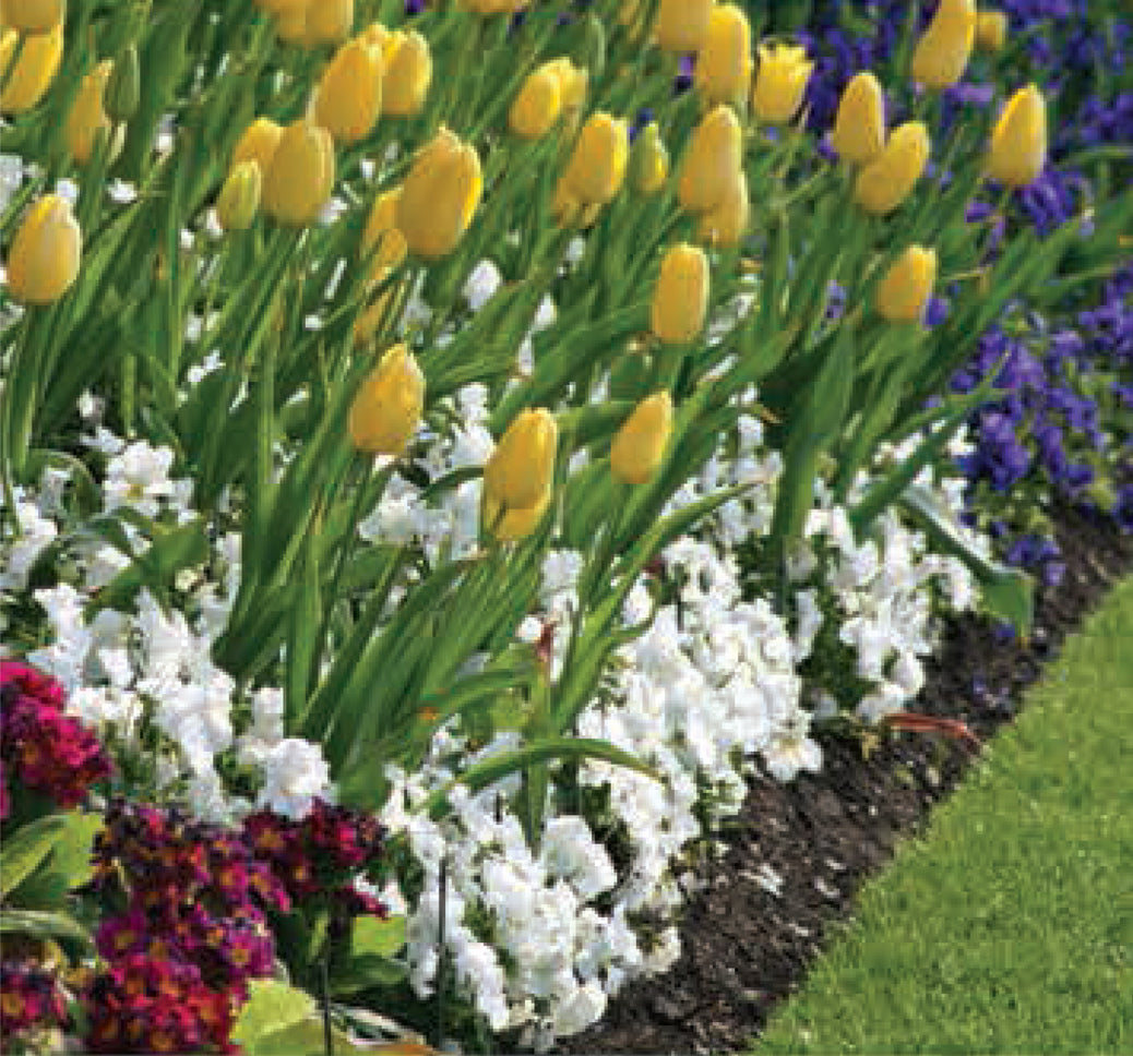 Landscaping and Weed Control Fabric - Basic