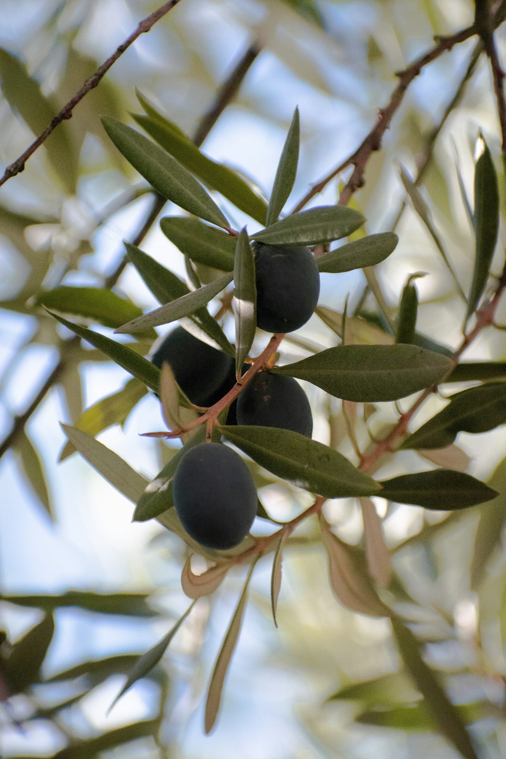 Olive Tree Plant Food Sticks