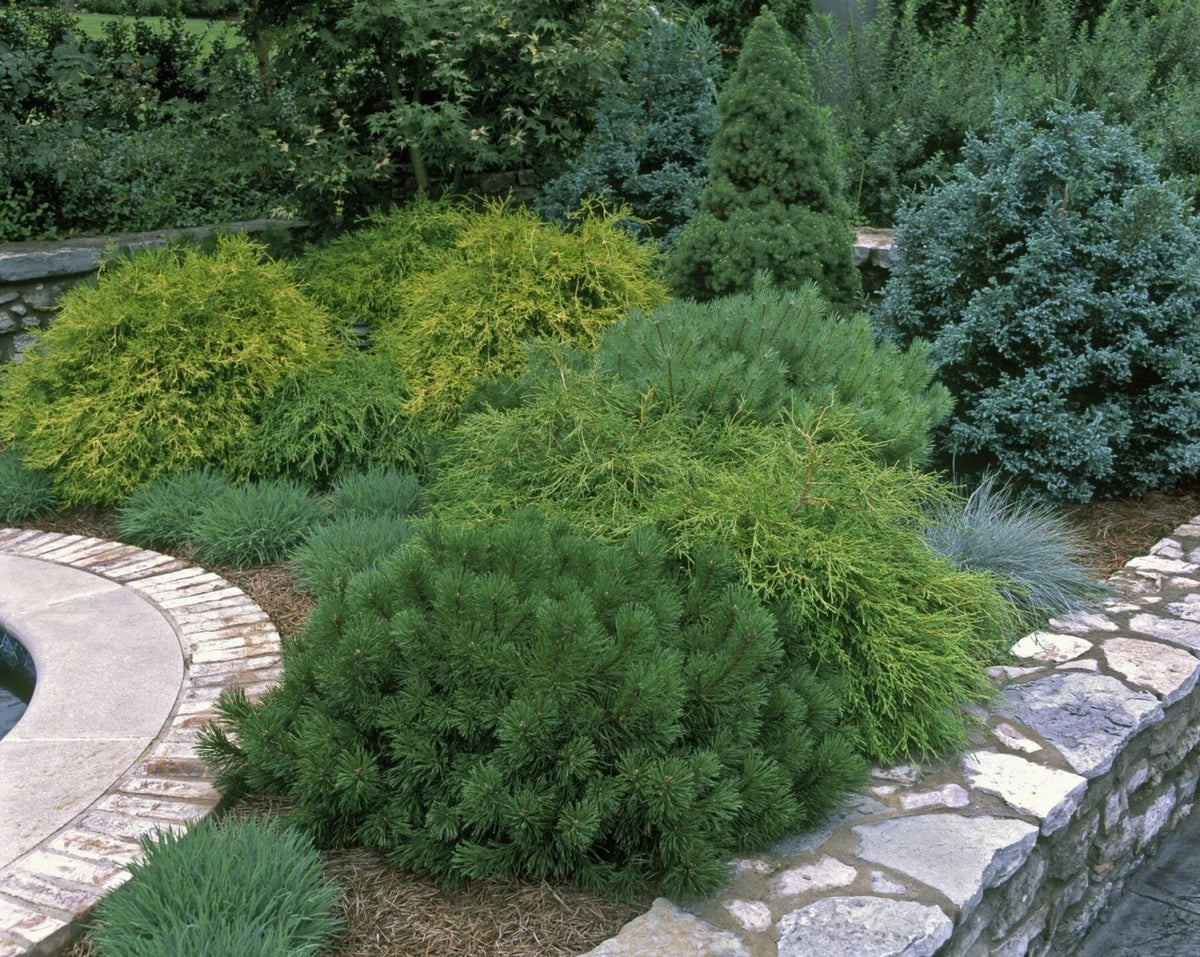 Evergreen Tree Plant Food Large Spikes - Devonia London