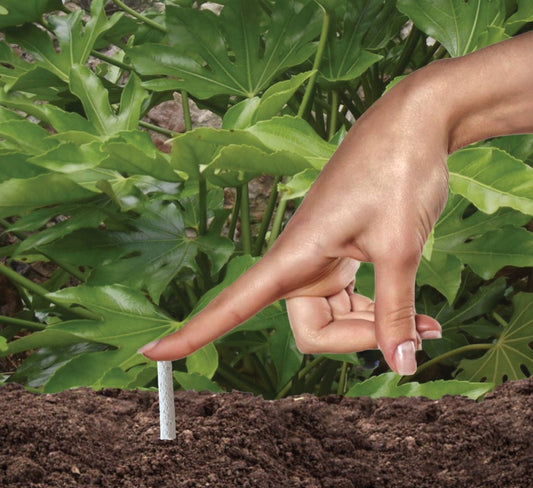 Fern and Palm Plant Food Sticks - Devonia London