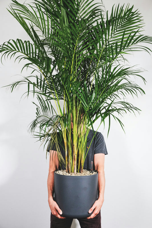 Jobe's Fern and Palm Plant Food Sticks x30 Slow Release Fertiliser