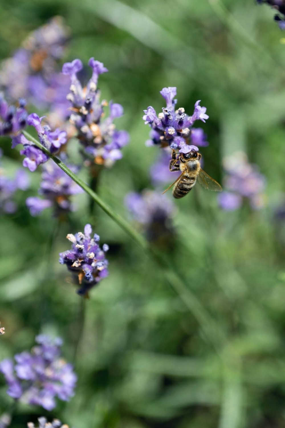Lavender and Bees Photo - Devonia London