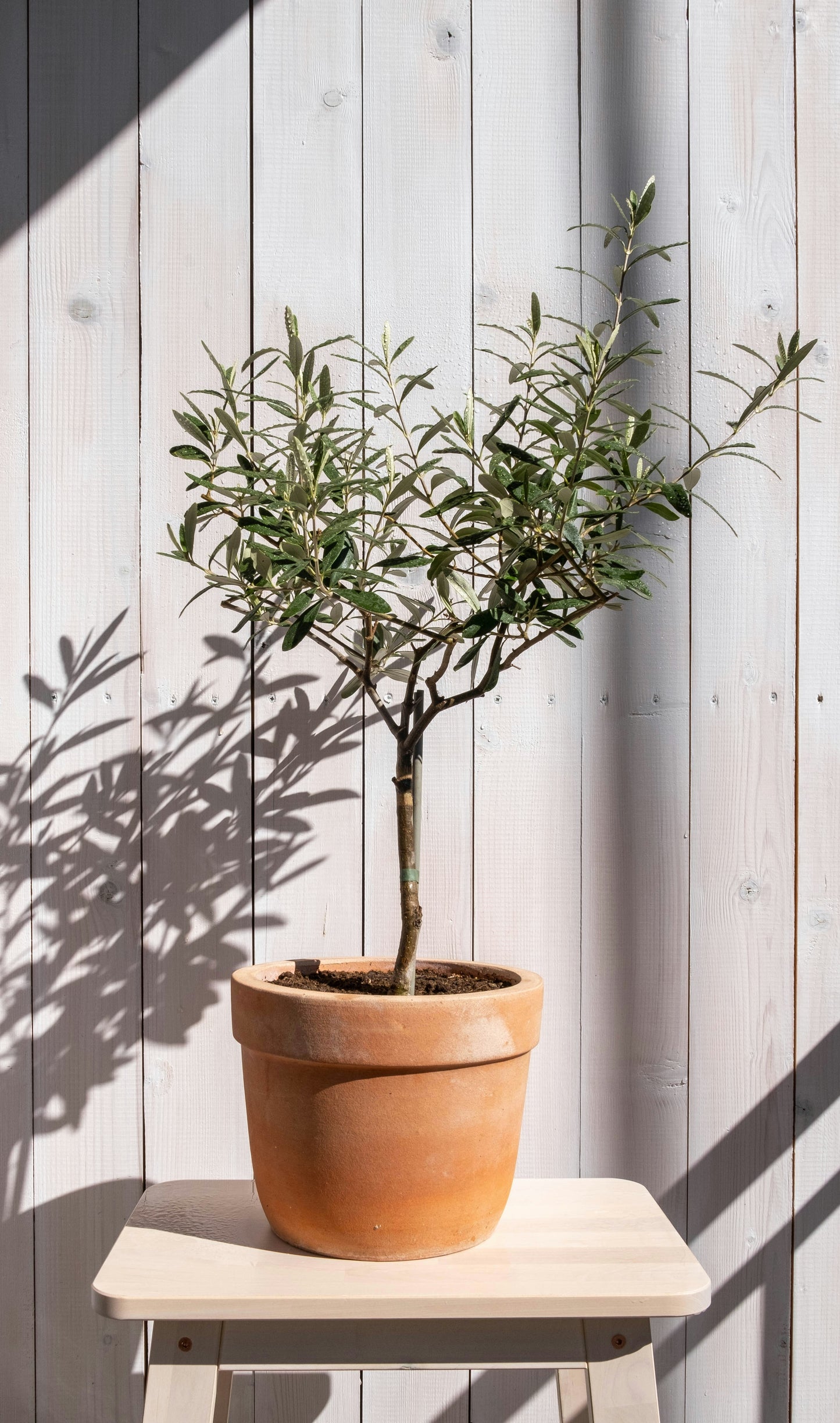 Olive Tree Plant Food Sticks