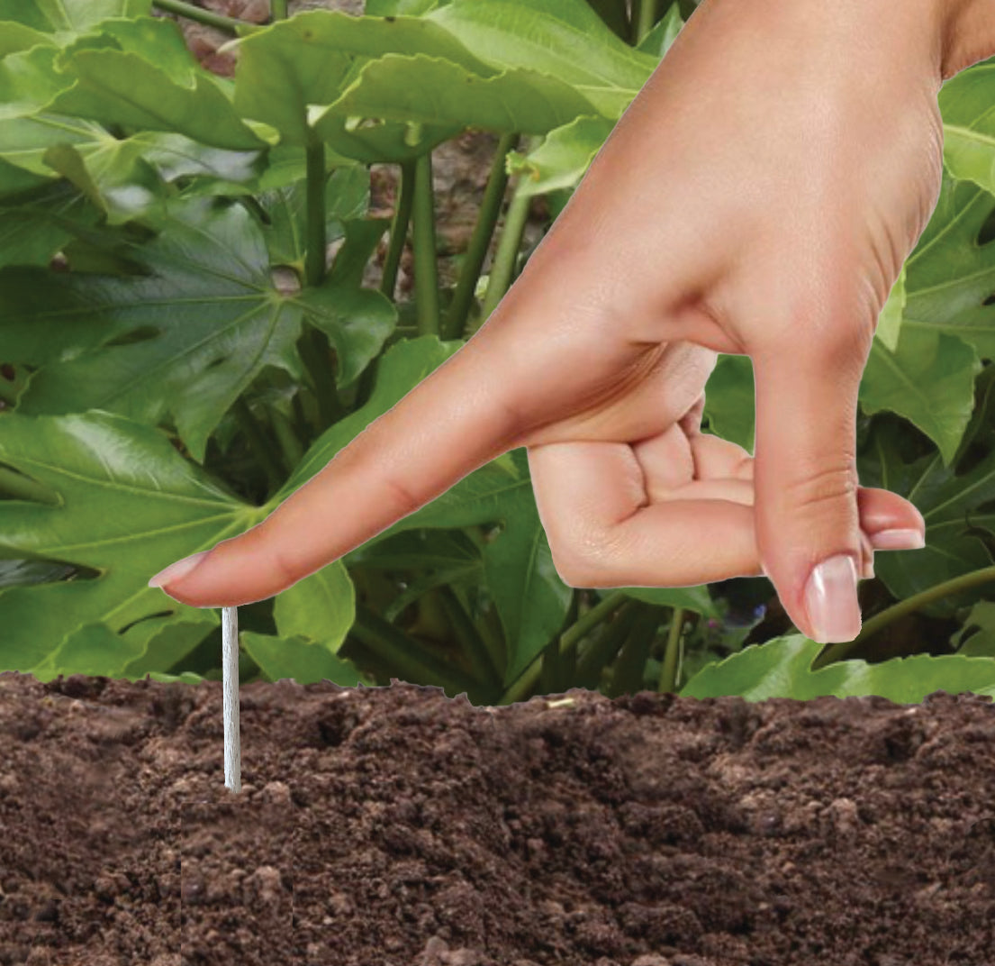 Jobe's Fern and Palm Plant Food Sticks x30 Slow Release Fertiliser