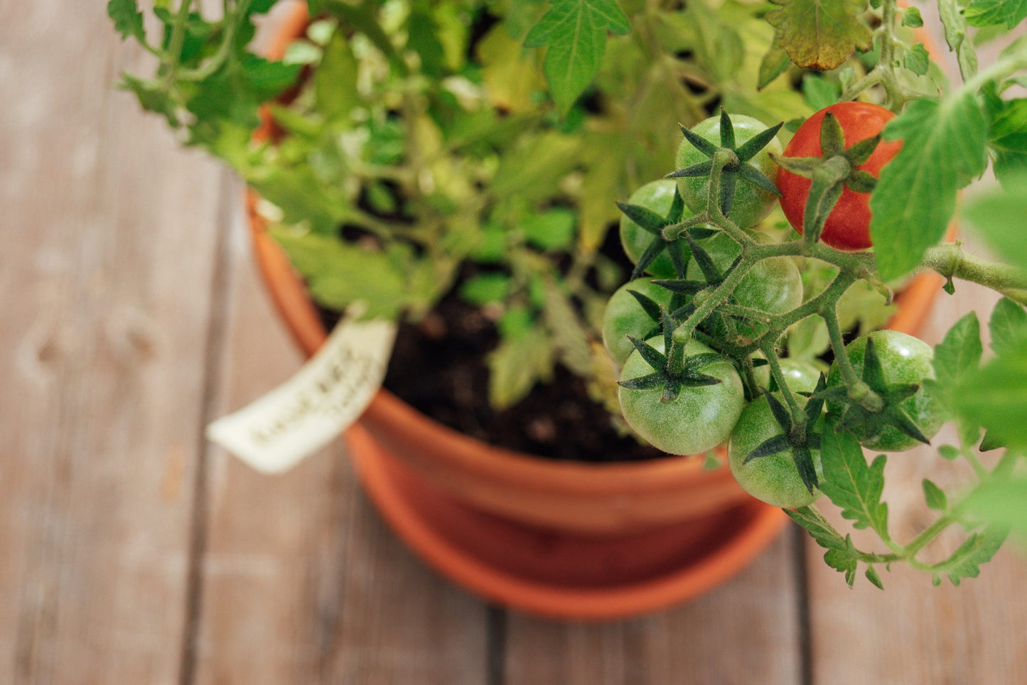 Tomato and Vegetable Plant Food Sticks