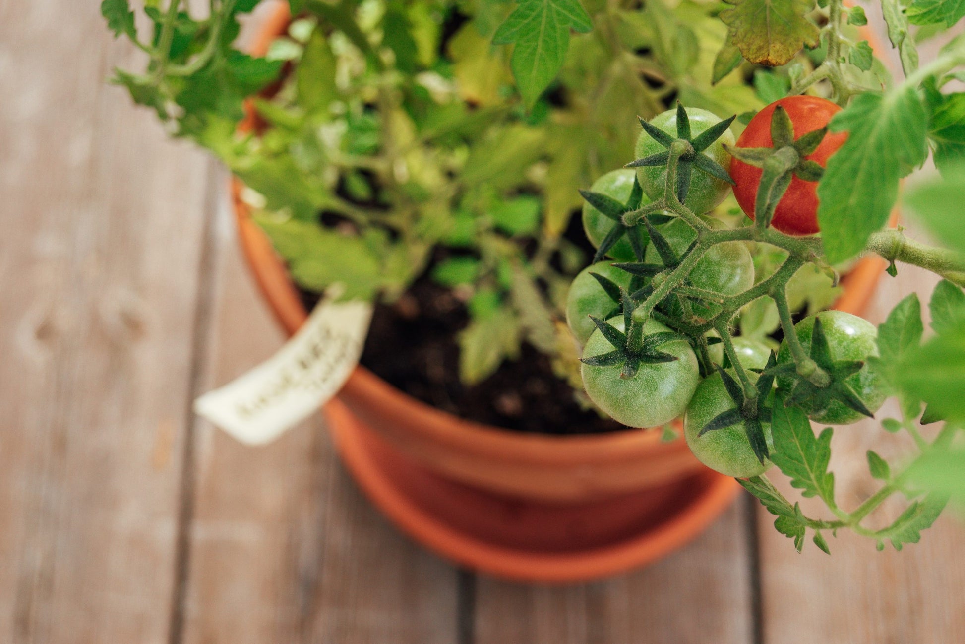 Tomato and Vegetable Plant Food Sticks