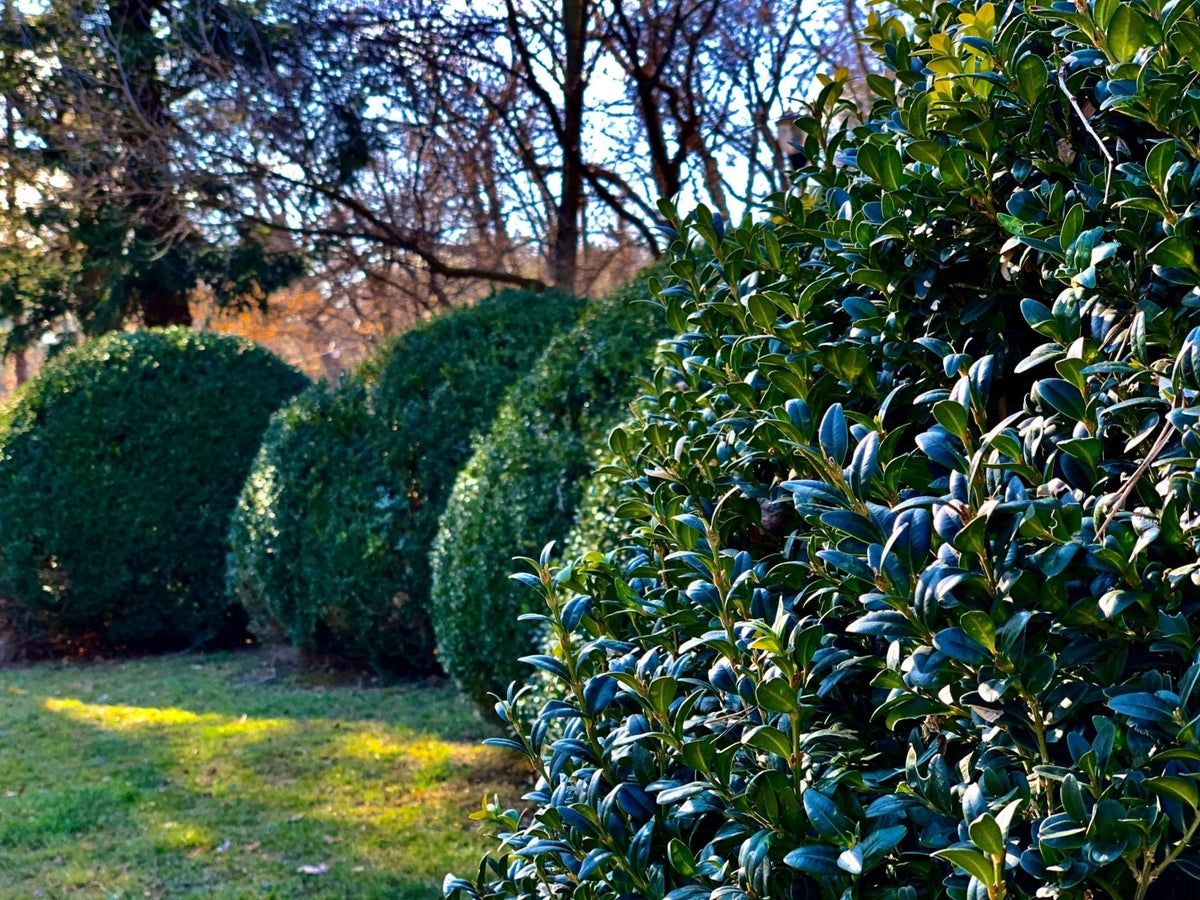 Tree and Shrub Plant Food Large Spikes - Devonia London