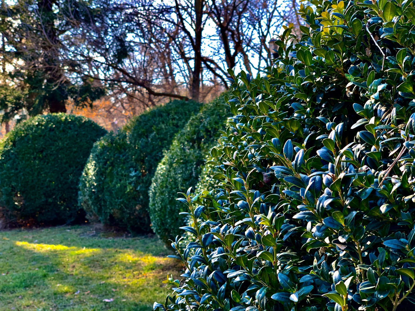 Tree & Shrub Plant Food Large Spikes