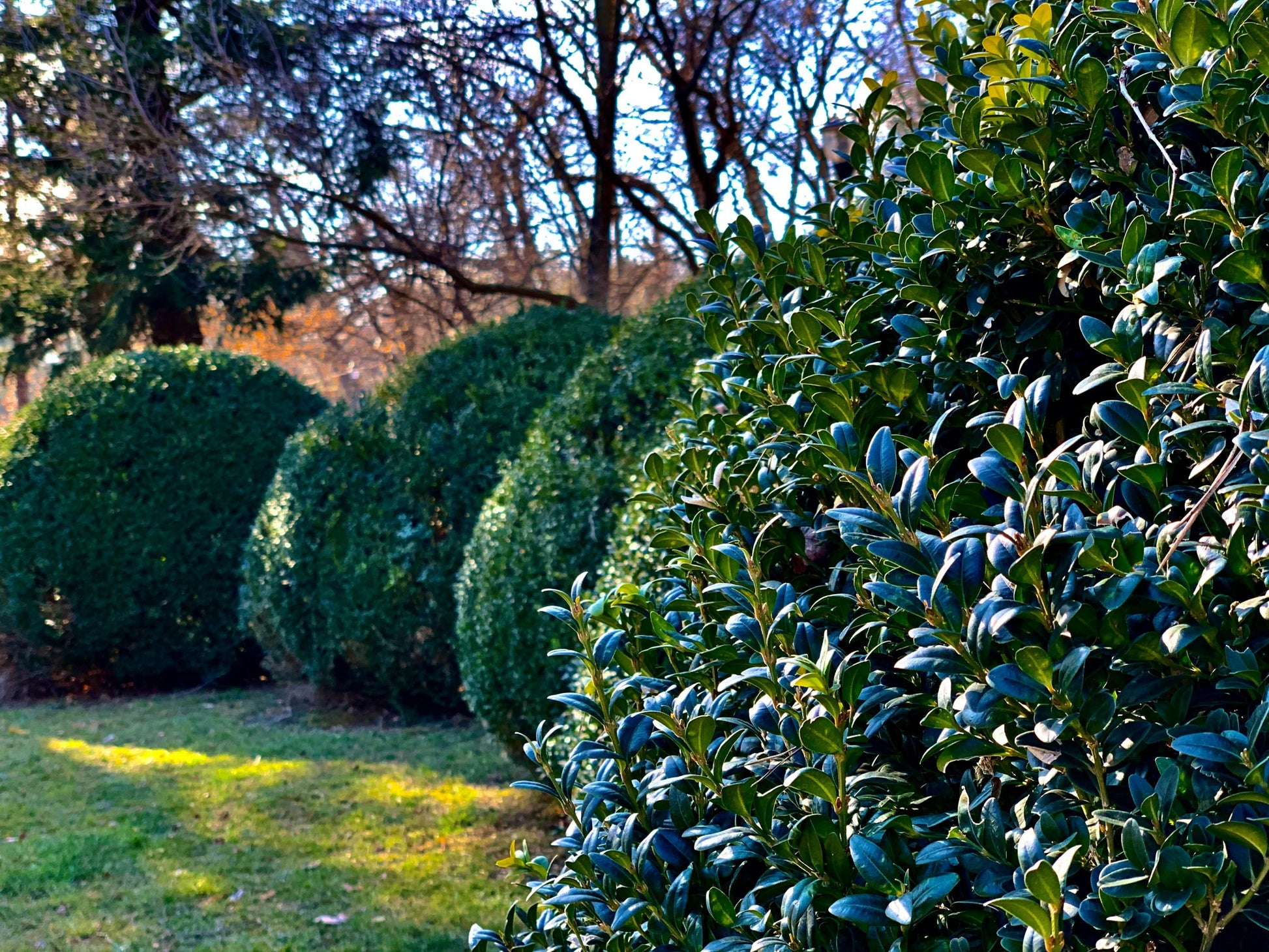 Tree & Shrub Plant Food Large Spikes