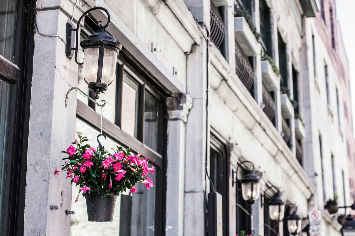 Window Boxes Hanging Baskets and Pot Plant Food Sticks - Devonia London
