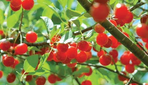 Fruit & Citrus Tree Fertiliser Spikes