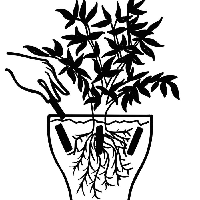 Devonia-London_Orchid-sticks_illustration-page-001.jpg Devonia-London_Orchid-sticks_illustration-page-001.jpg