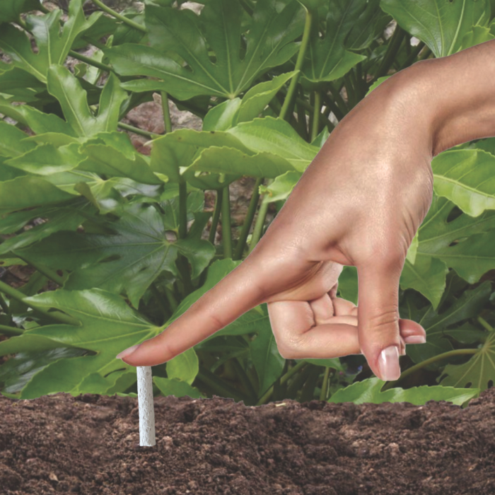 Devonia (6) Devonia (6)