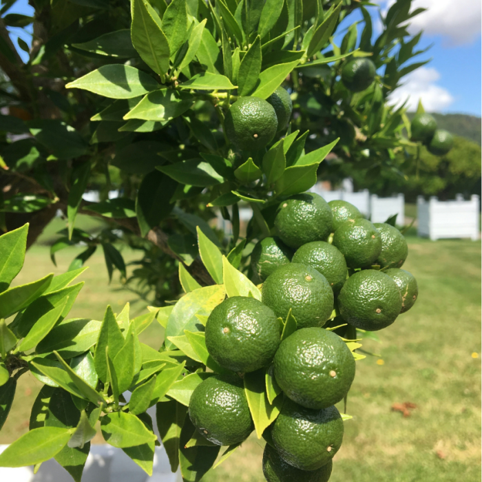 Devonia (7) Devonia (7)