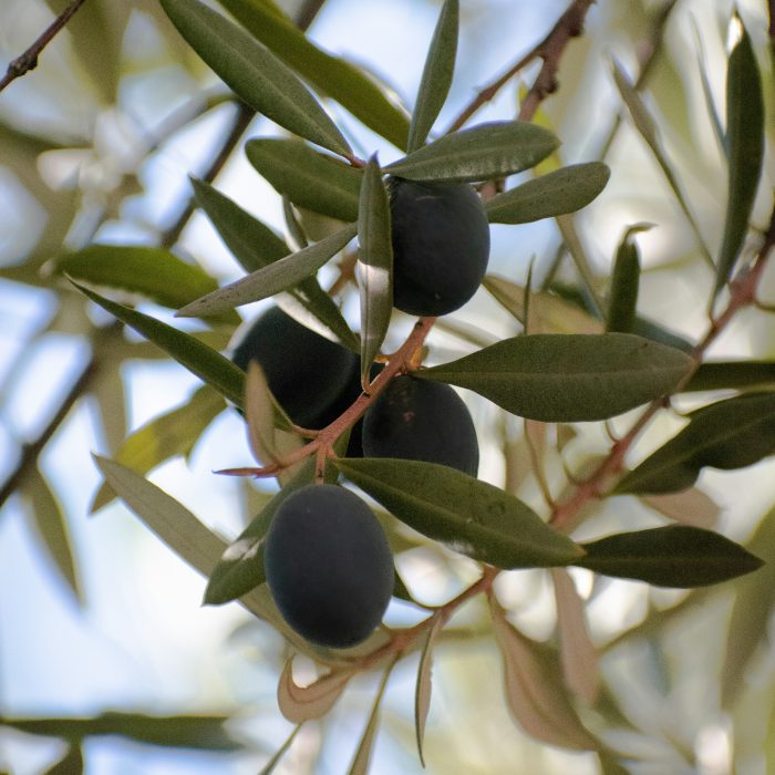 domie-sharpin-XFi4gDxhfoQ-unsplash domie-sharpin-XFi4gDxhfoQ-unsplash