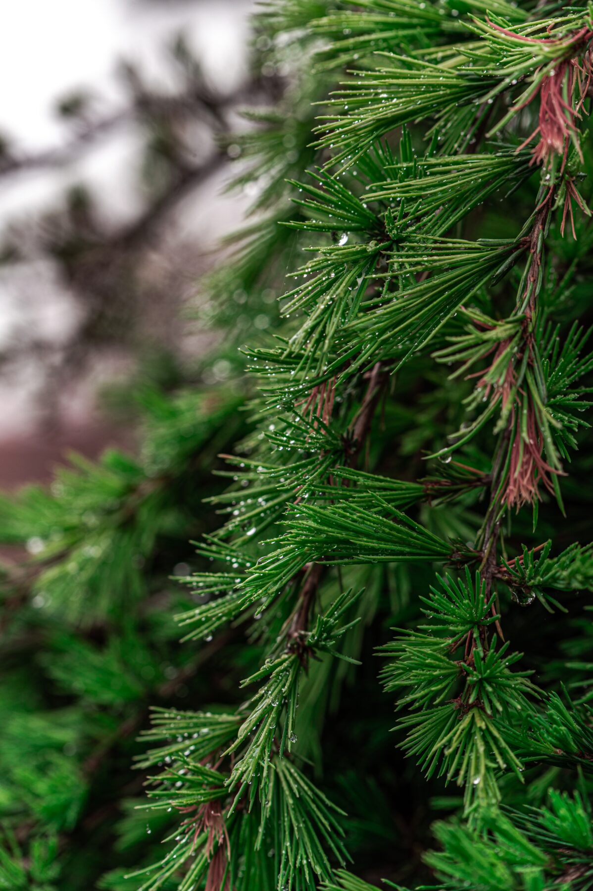 Evergreen Tree Plant Food Large Spikes