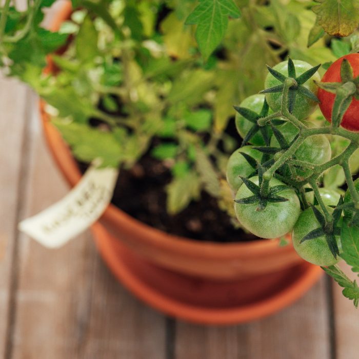 tomatoe_theodor-sykes-M8lIc5rL6k4-unsplash tomatoe_theodor-sykes-M8lIc5rL6k4-unsplash