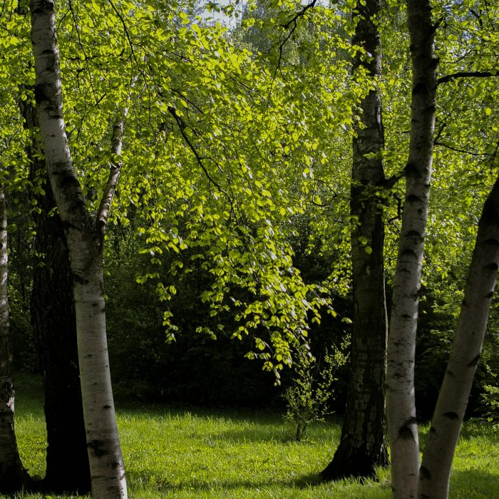 yoksel-zok-JM82Yca-B9A-unsplash yoksel-zok-JM82Yca-B9A-unsplash