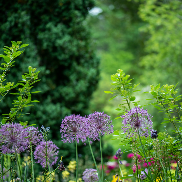 Devonia (2) Devonia (2)