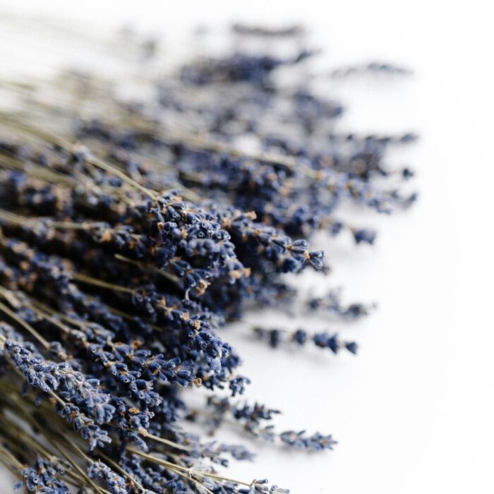 cut lavender cut lavender