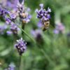 lavender _ bees