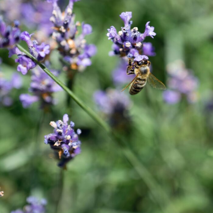 lavender _ bees lavender _ bees
